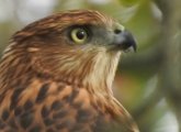 Immature Cooper's hawk at Millennium Park