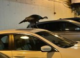 Turkey in City Hall garage