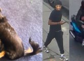 Photos of dog and suspect