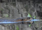 A beaver in water with some fresh greens