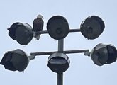 Eagle on a light pole in Somerville