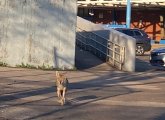 Coyote at English High School