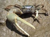 Male fiddler crabs are small, with one oversized claw