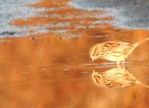 Bird in puddle at sunrise