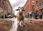 Goat on a city street, just not a Boston street