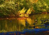 Geese on the Muddy River