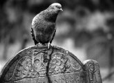 Pigeon perched on a tombstone at the Granary Burying Ground