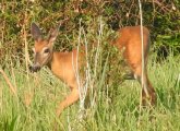 Deer along the Charles River