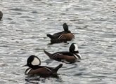 Hooded mergansers