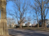 Trees with protective wooden hula skirts on VFW Parkway