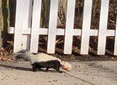 Skunk on a sidewalk with its head stuck in a jar of peanut butter