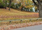 A line of leaves