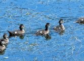 Baby wood ducks growing up fast