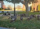 A lot of turkeys in Quincy