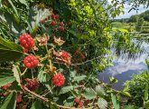 Berries on the shore of the Charles River