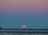 Full beaver moon rising over Nahant