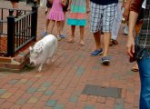 Bobby the Pig on Newbury Street