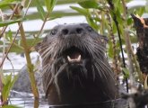 Otter in the West Roxbury High School marsh