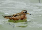 Phalarope