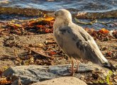 Seagull at Jamaica Pond