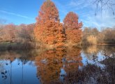 Trees reflected in a still pond at the Arnold Arboretum