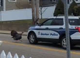 Turkey charging a Boston Police cruiser