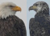 Two eagles spotted at Millennium Park