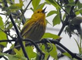 Yellow Warbler at Millnnium Park in full sing