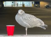 Young seagull with a red cup in the Seaport