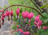 Bleeding hearts