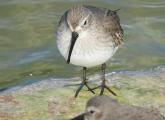 Dunlin at Castle Island