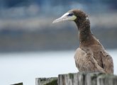 Brown booby in South Boston