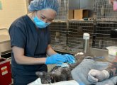 Burned cat getting treated at Angell