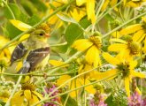 Yellow bird in yellow flowers