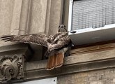 Hawk perched above Coolidge Corner