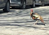 Turkey in Charlestown