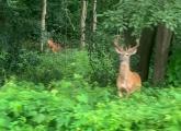 Buck in Arnold Arboretum