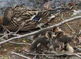 Snoozing duck and ducklings