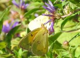 Butterfly at Millennium Park