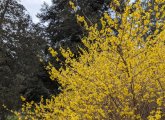 Blooming forsythia at the Arnold Arboretum