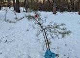 Small pine tree in Franklin Park decorated with a single ornament