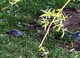 Turtle in the grass, alas