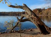 Grizzled old tree at Jamaica Pond still hanging on, if barely