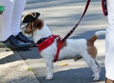 Terrier in a tricorner hat