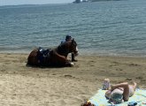 State Police horse resting by the water at Carson Beach