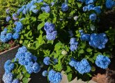 Hydrangeas