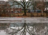 Tree reflected on the Charles River