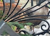 Injured turkey behind a decorative fence