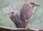 Black-crowned night herons keep a close watch at Millennium Park