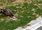 Turkey on the grass